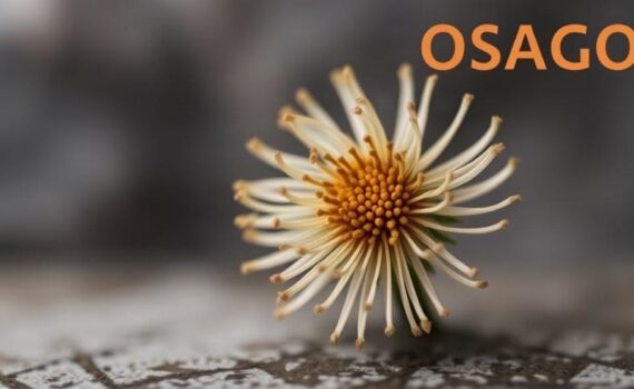 Расширенное ОСАГО: что это и как работает на практике